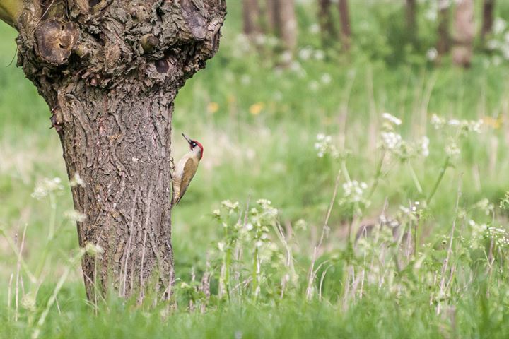 Bekijk foto 13 van Groninger Kroon (Bouwnr. 4)