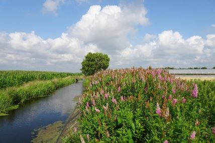 Bekijk foto 5 van Vriezekoop 2-C