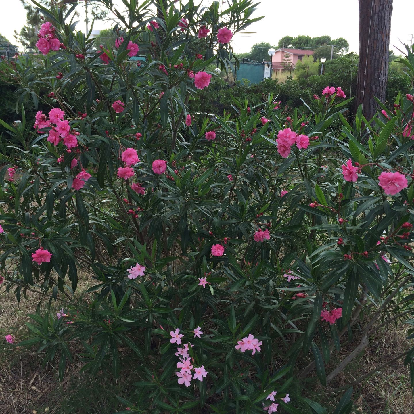 Foto 20 van Pineta Riviera Via Domitiana