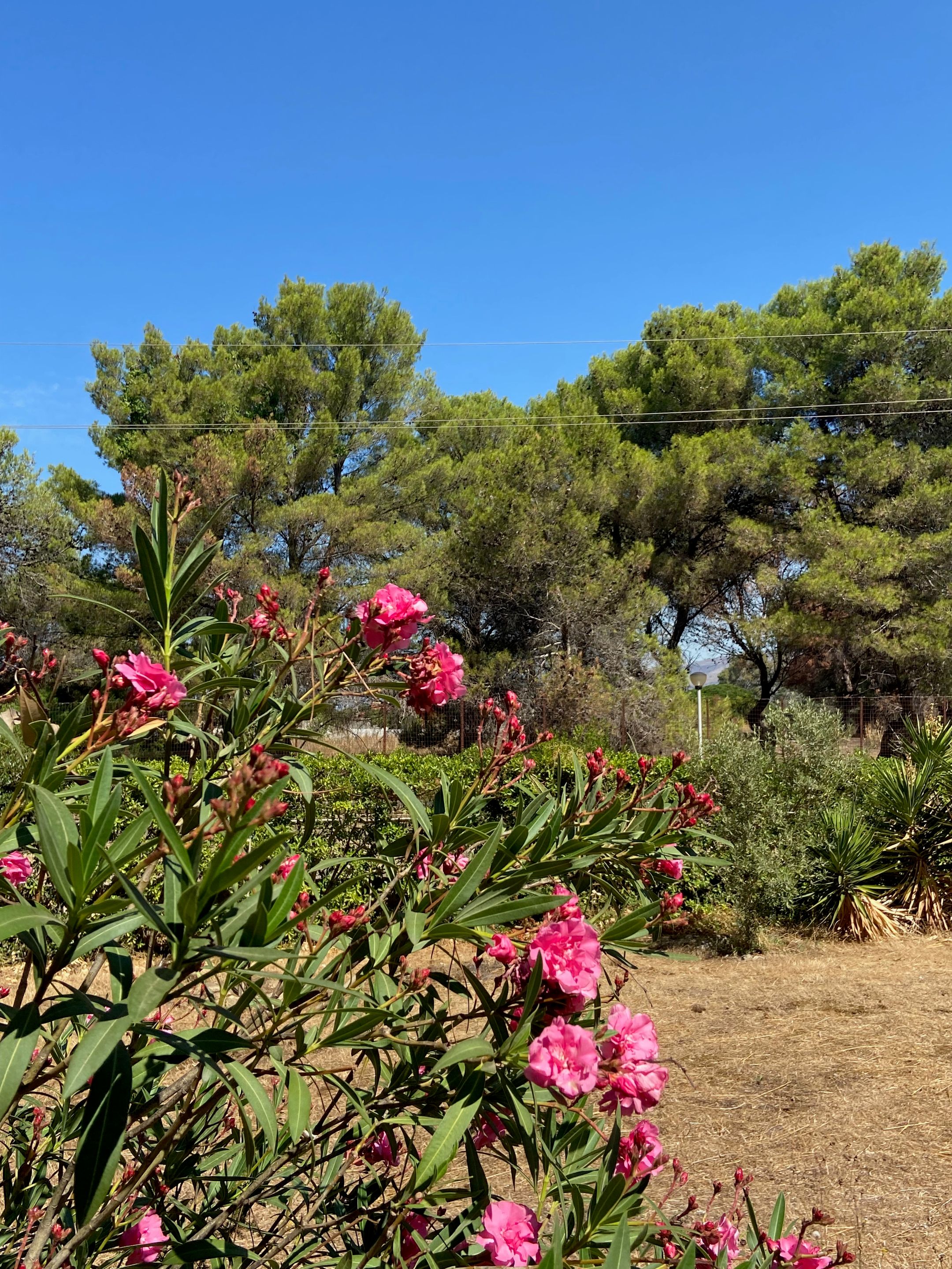 Foto 33 van Pineta Riviera Via Domitiana