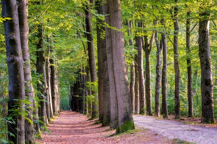 Bekijk foto 53 van Molenweg 3