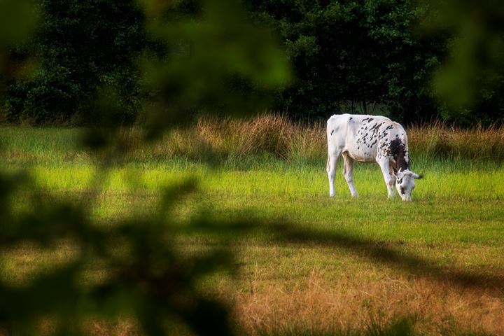 Bekijk foto 51 van Molenweg 3