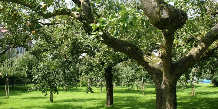 Foto 14 van Dwarsdijk 5-0001