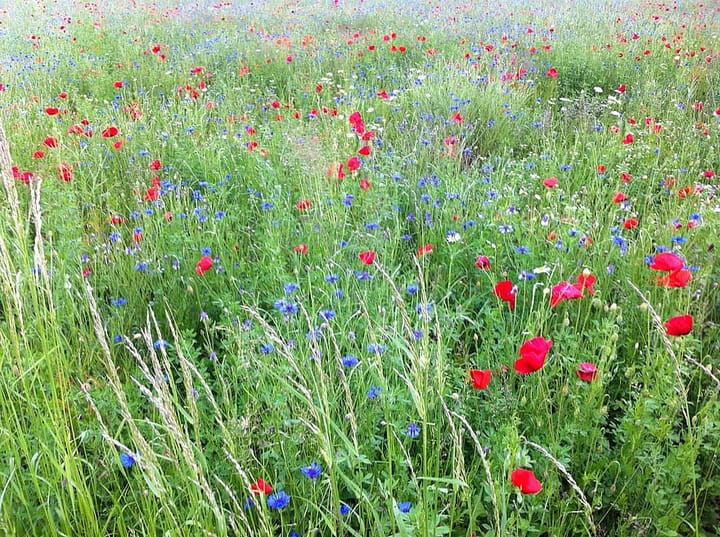 Foto 13 van Dwarsdijk 5-0001