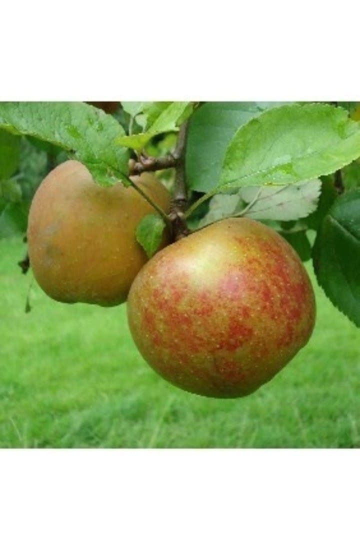 Foto 13 van Azalealaan 194