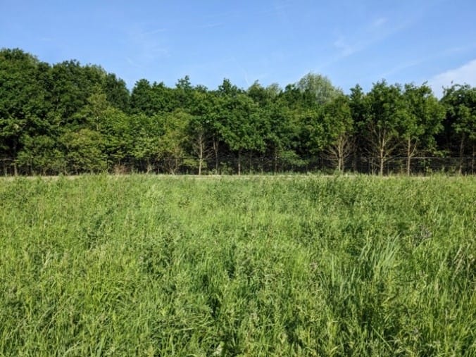 Foto 7 van Terp de Blauwborst Kavel 6