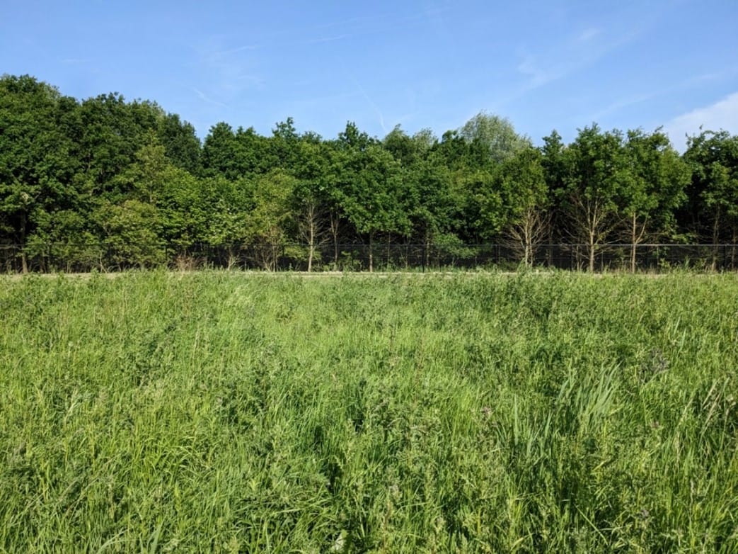 Foto 12 van Terp de Blauwborst Kavel 6