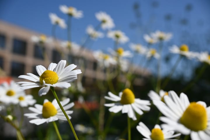 Foto 8 van Westerholm