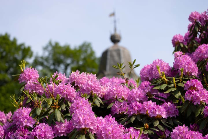 Foto 9 van Meerwijkselaan 9