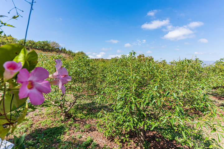 Foto 32 van Real Alto