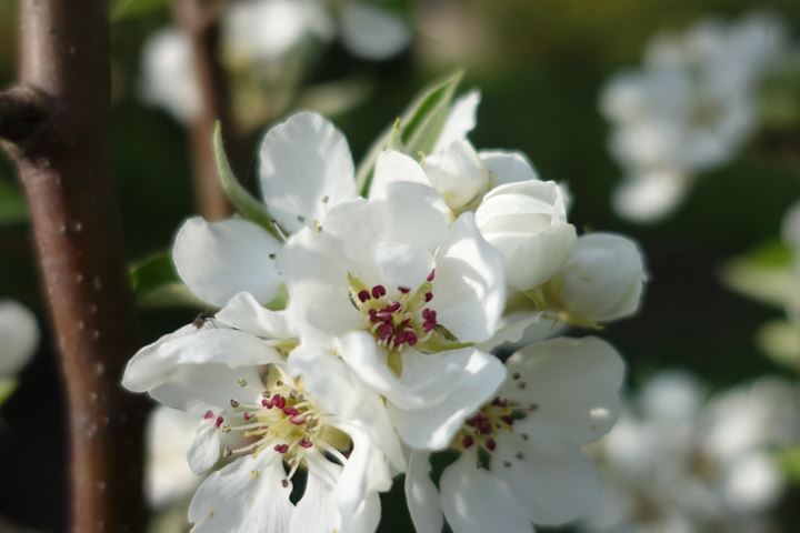 Bekijk foto 45 van Kleine Graspeel 11