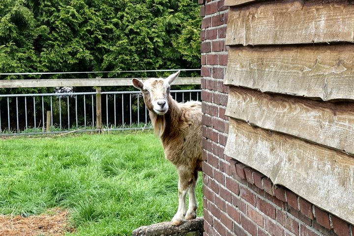 Bekijk foto 47 van Kleine Graspeel 11