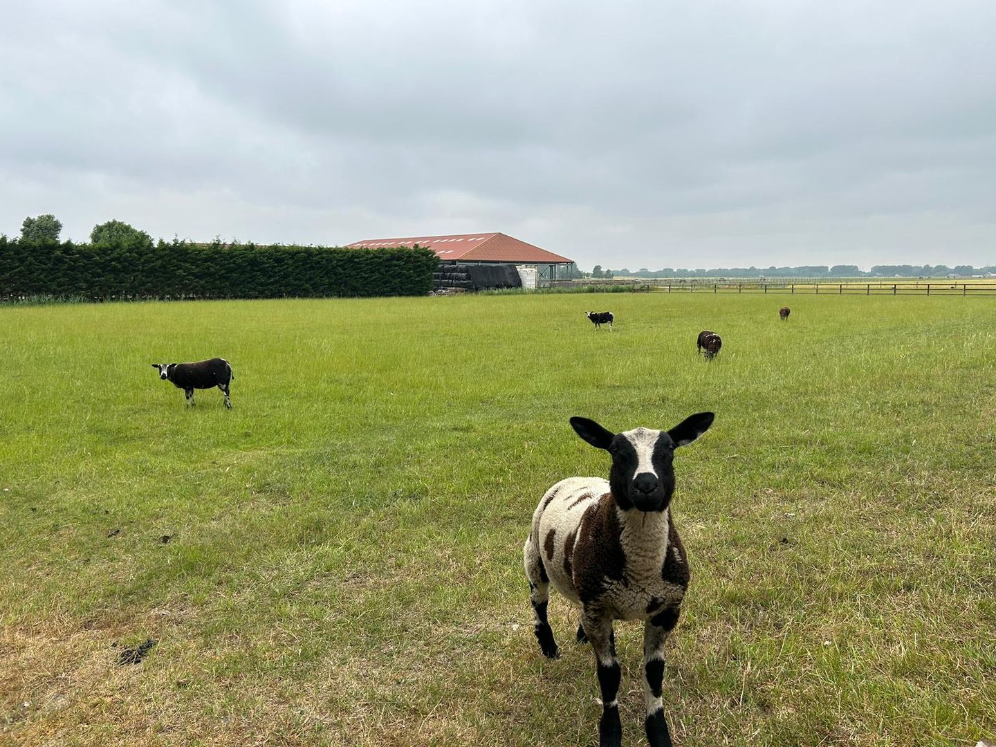 Foto 50 van Hoofdweg 511