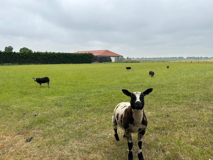 Foto 50 van Hoofdweg 511