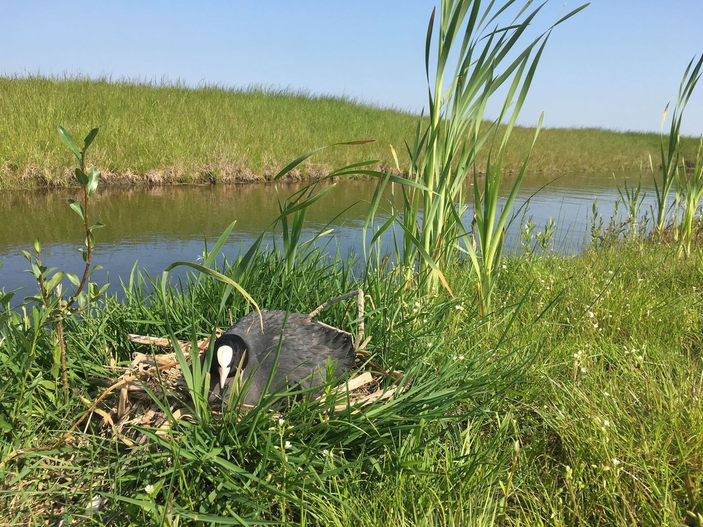 Foto 5 van Rietkade 2