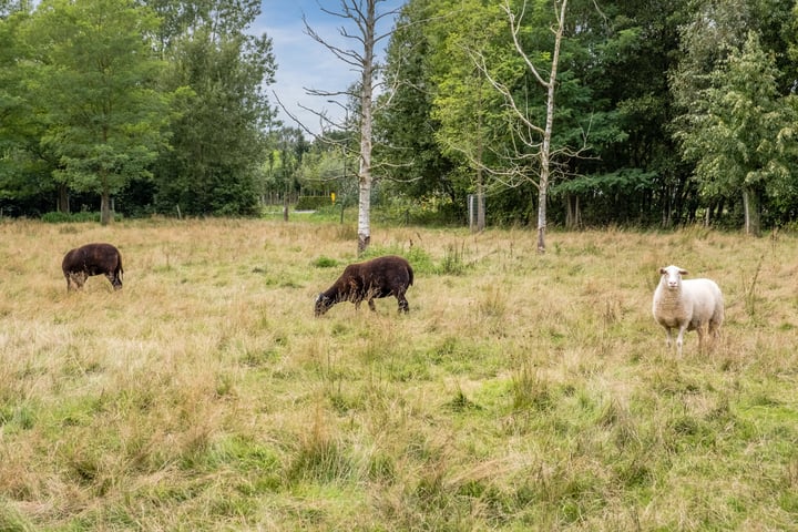 Bekijk foto 51 van Driehoekweg 26