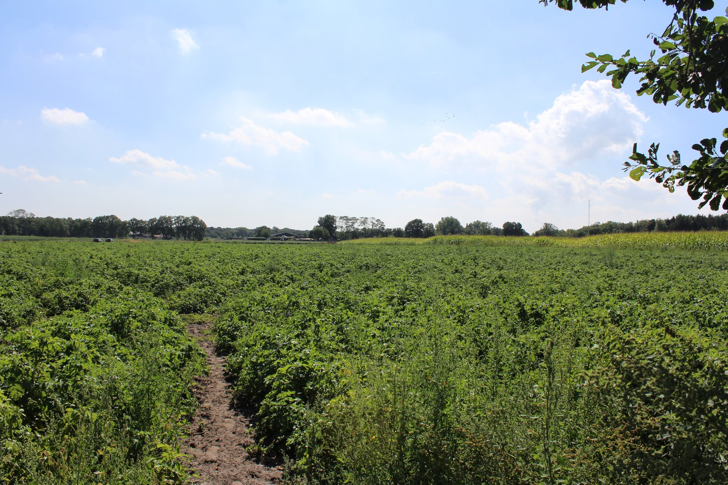 Bekijk foto 2 van Huijbergseweg