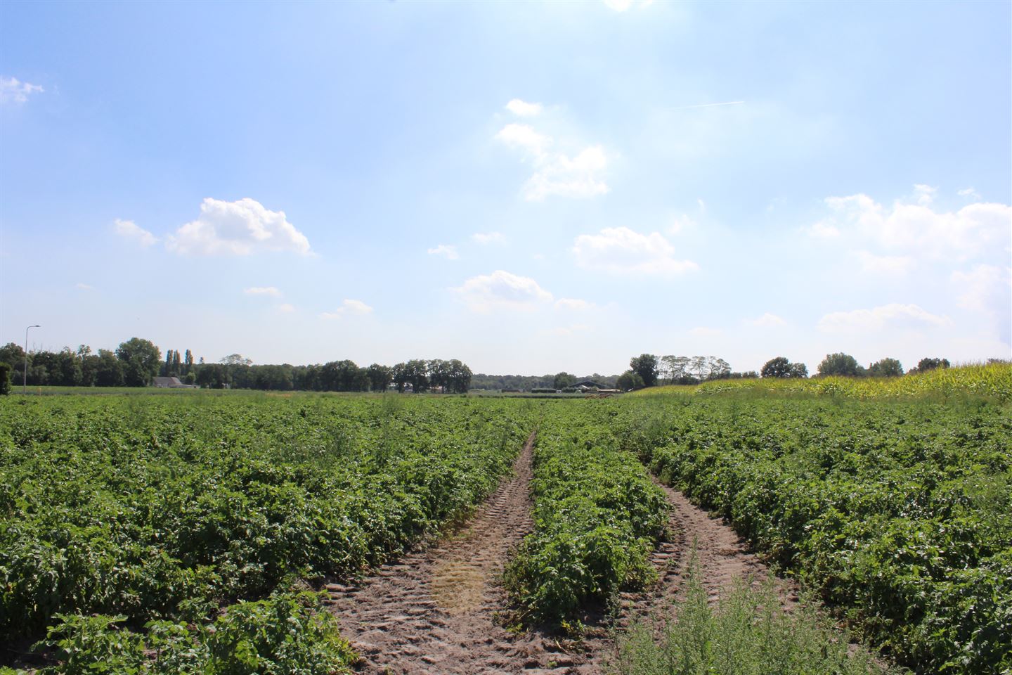 Bekijk foto 3 van Huijbergseweg