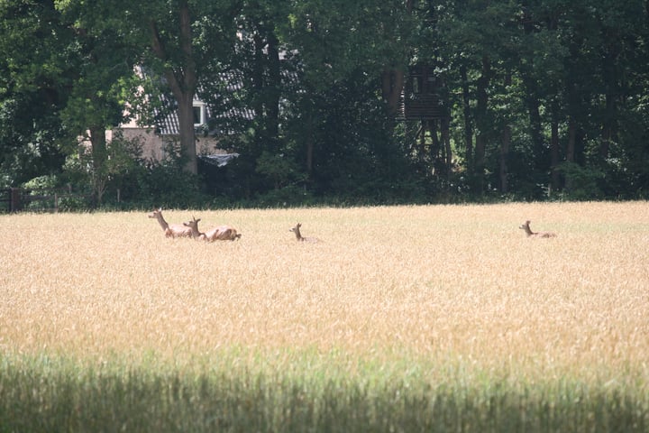 Bekijk foto 32 van Kerkendelweg 30-28