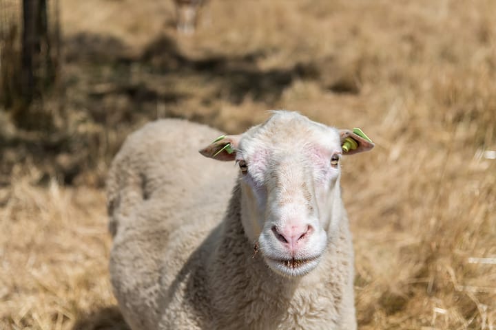 Foto 4 van Karel V Straat