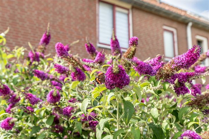 Bekijk foto 10 van Schorpioen 12