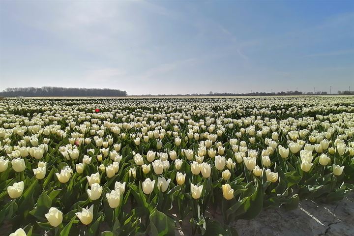 Bekijk foto 86 van Kraaiendijk 4