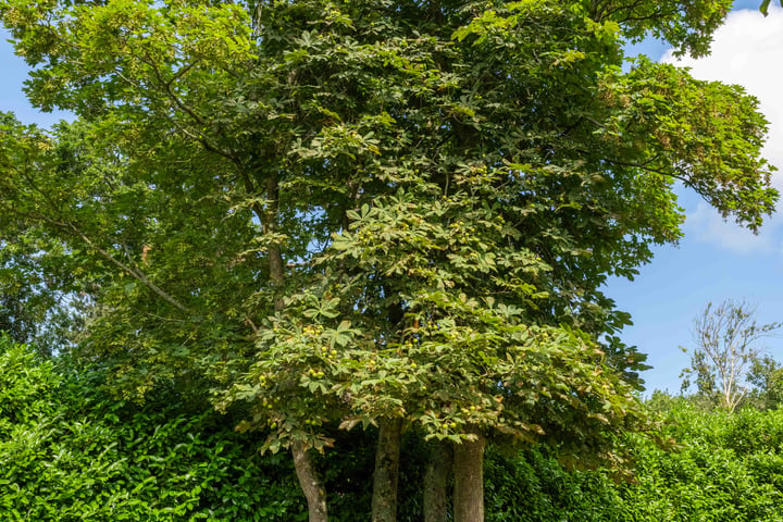 Bekijk foto 69 van Heereweg 83