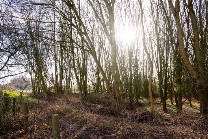 Bekijk foto 19 van van der Mondeweg