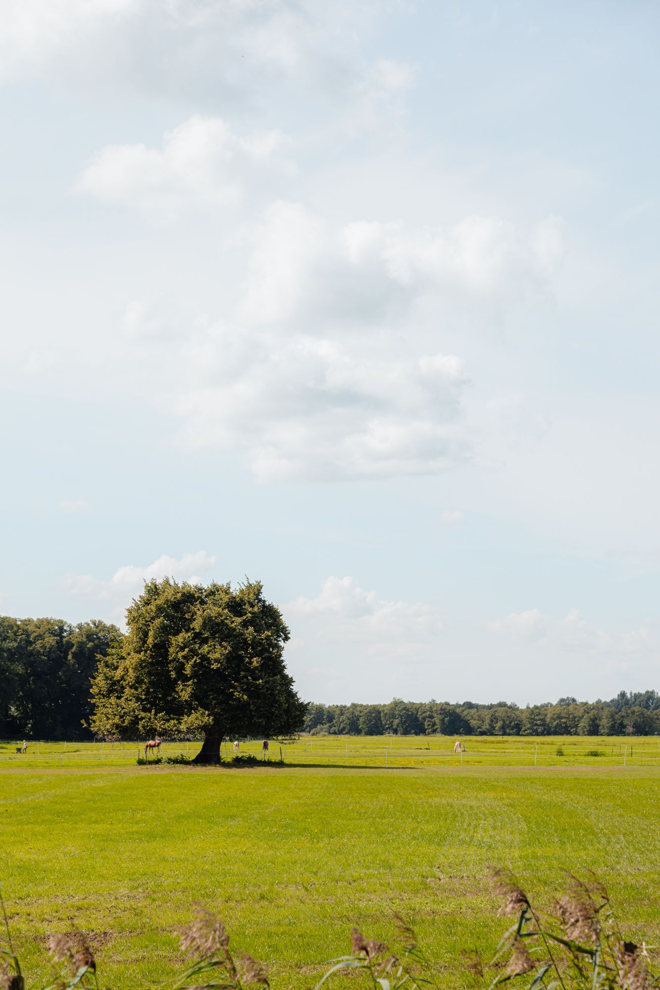 Foto 18 van Nieuw-Loosdrechtsedijk 7