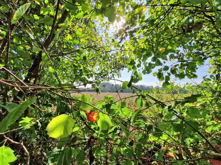 Foto 17 van Landweerswal 2-87