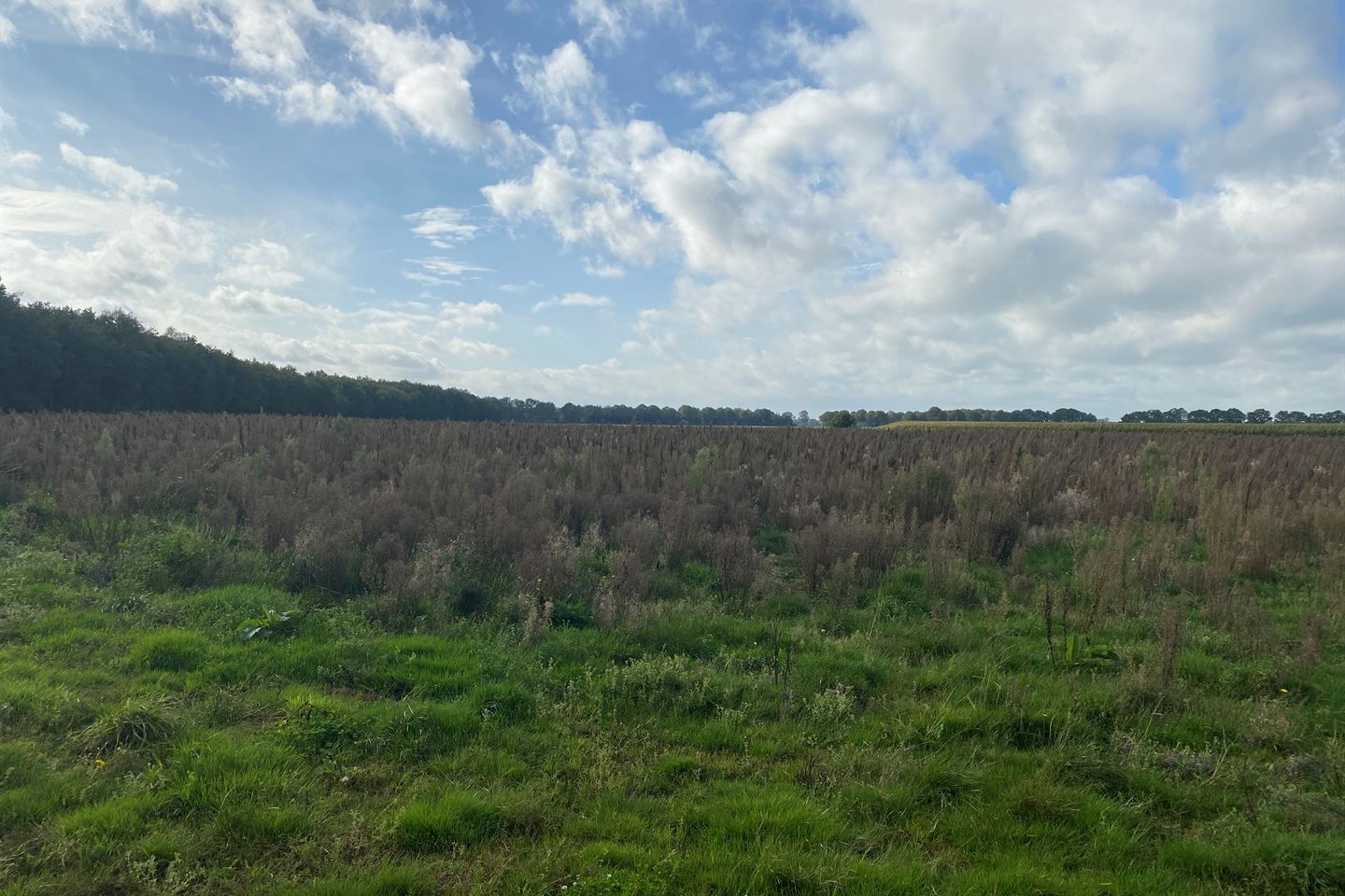 Bekijk foto 5 van Vredenheimseweg