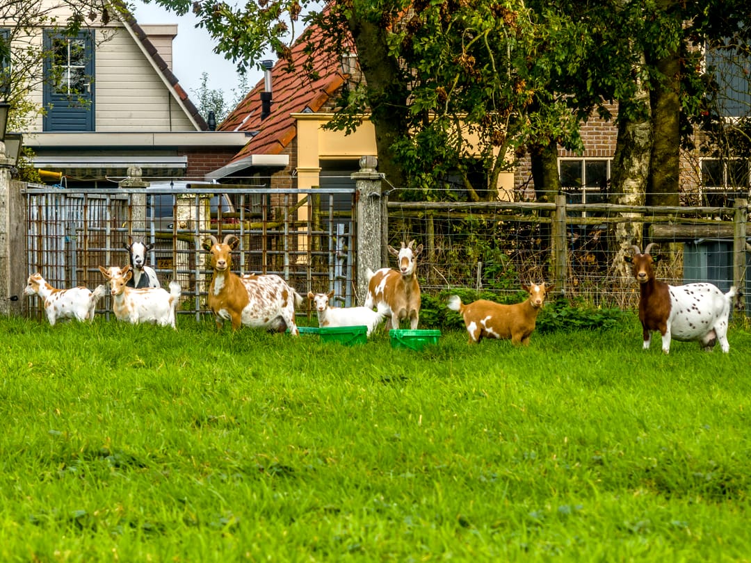 Foto 71 van Herenweg 24