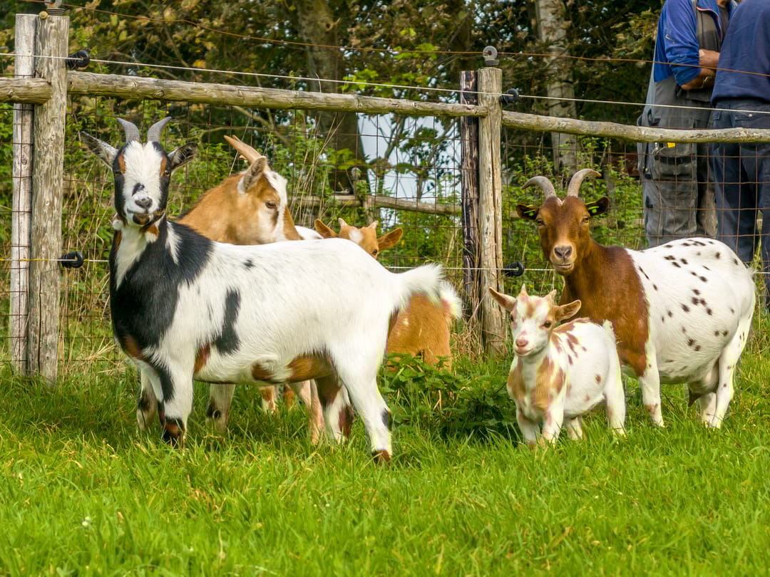 Foto 73 van Herenweg 24