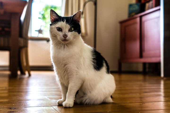 Foto 13 van Carel Coenraadpolder 2