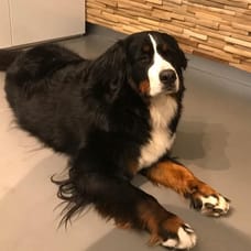 Ötzi - Afdeling Buitendienst