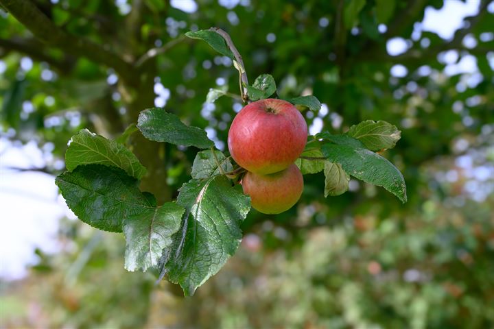 Bekijk foto 38 van Eerbeeksedijk 8