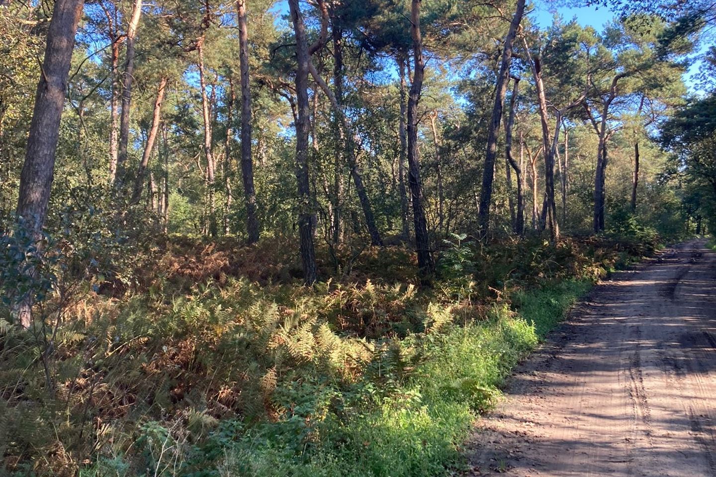 Bekijk foto 2 van Merseloseweg