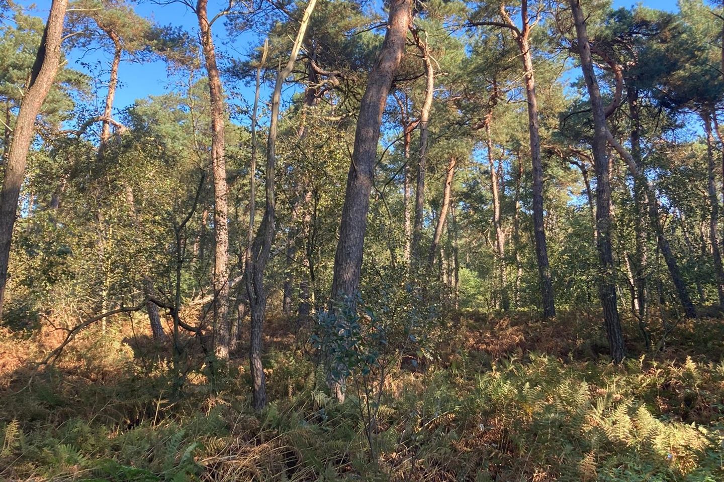 Bekijk foto 1 van Merseloseweg