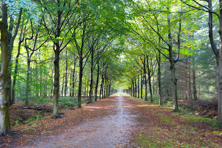 Bekijk foto 2 van Drielindendreef 12