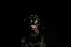 Baco