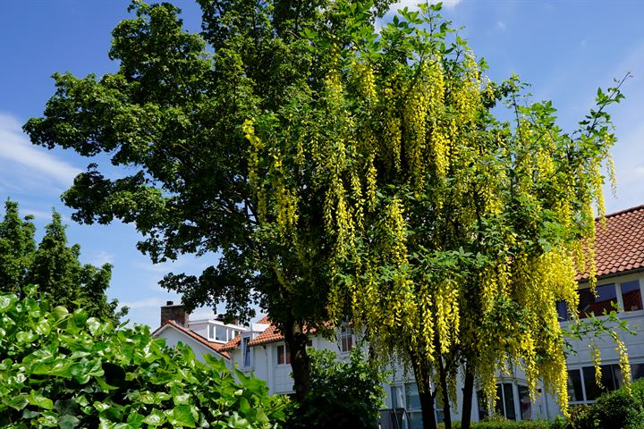 Bekijk foto 3 van Roothaanstraat 26