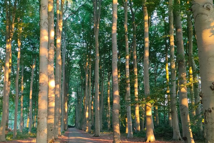 Bekijk foto 54 van Woudenbergseweg 86