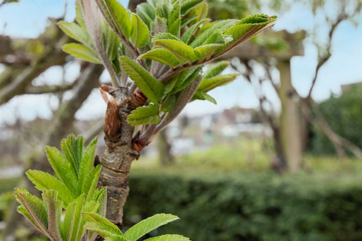 Bekijk foto 59 van Ooievaar 5