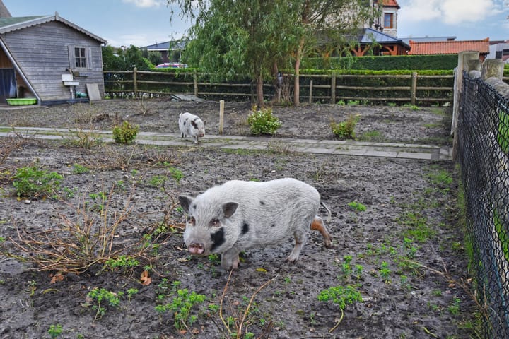 Photo 42 of Sionsweg 1