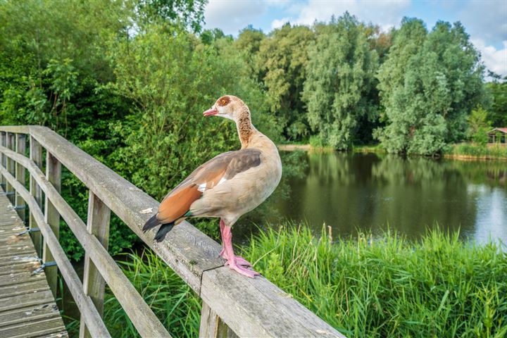 Bekijk foto 30 van Meerkoet 59