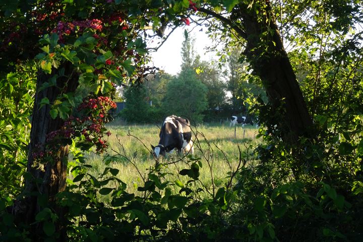 Bekijk foto 47 van Poelweg 46