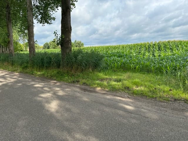 Foto 2 van Vogelenzang