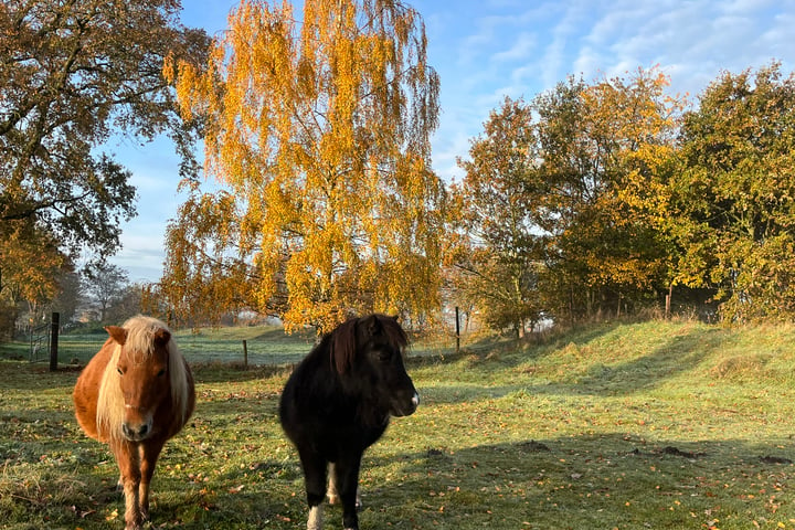 Bekijk foto 7 van Dortherweg