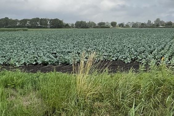 Bekijk foto 4 van Gemaalweg