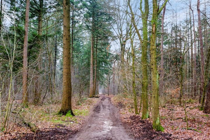 Bekijk foto 38 van Rhenendael 50-+P